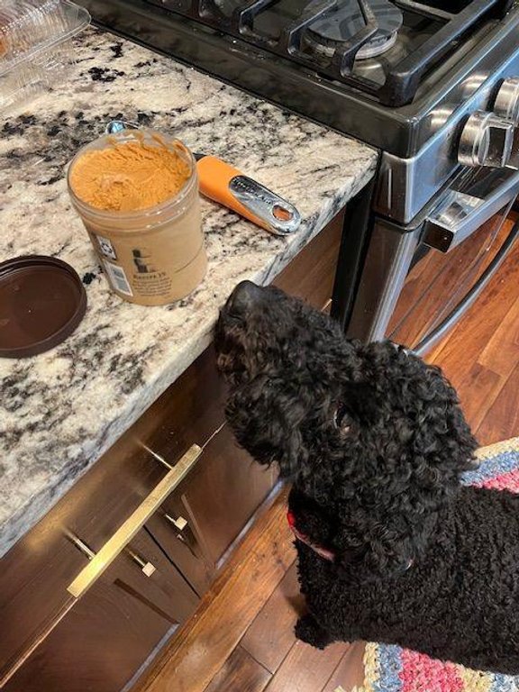 Can Dogs Eat Ice Cream?