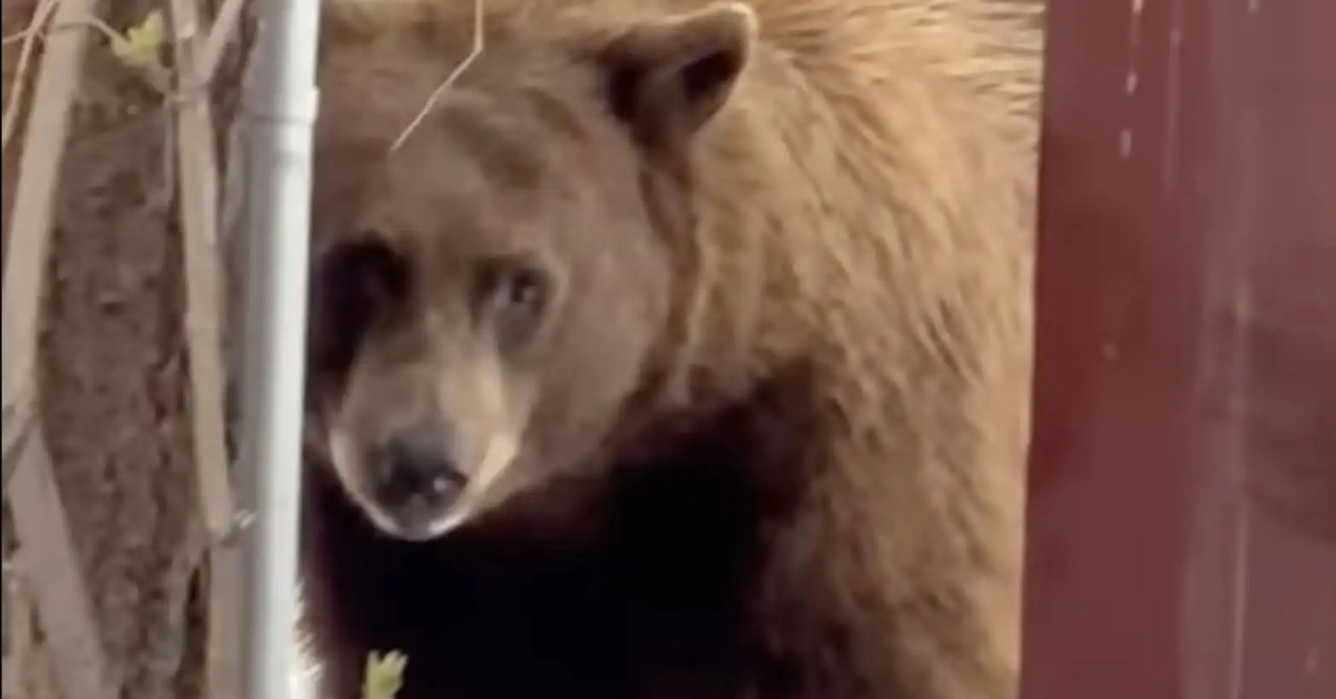 Bear Breaks Into Tahoe Ice Cream Shop, Steals 3-Gallon Tub of Cookie Dough
