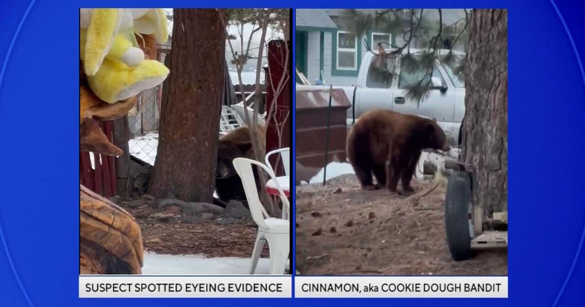 Cinnamon, the bear aka, 'The Cookie Dough Bandit' - wanted for grand ice cream theft | Local News