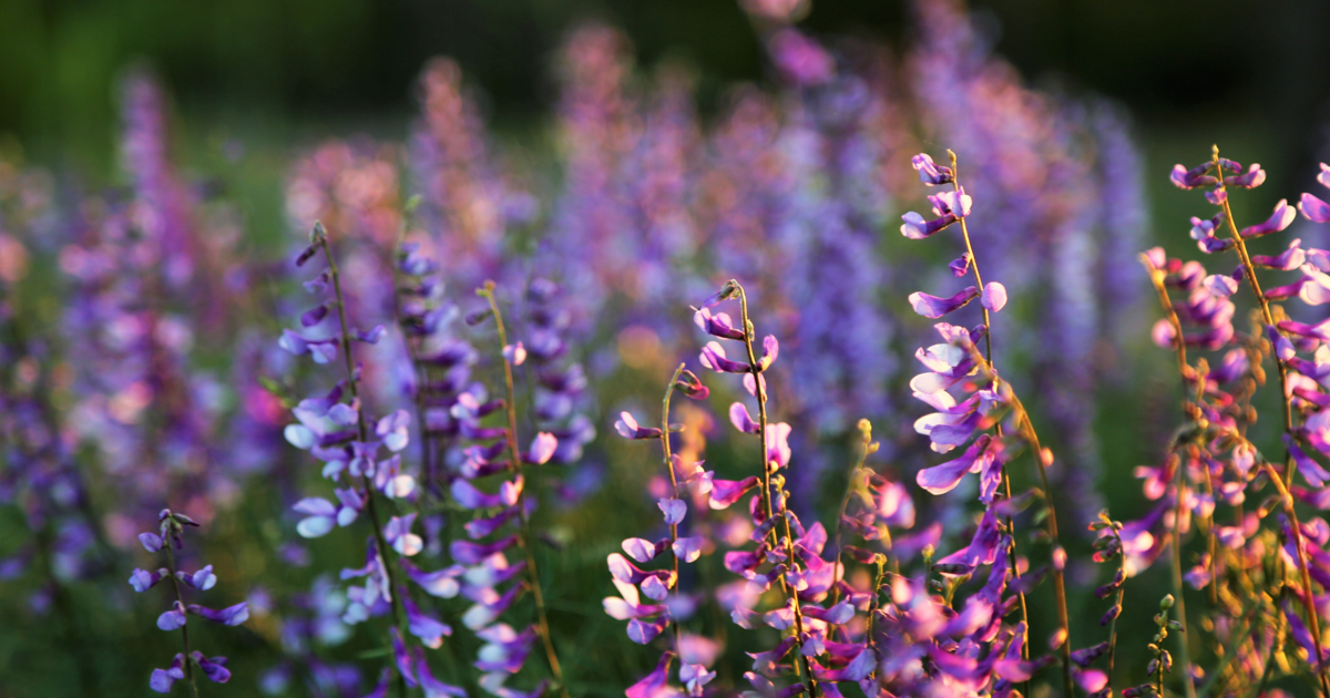 Enjoy flowers, ice cream at MSU's Blooms and Scoops event in Meridian | Local & State News