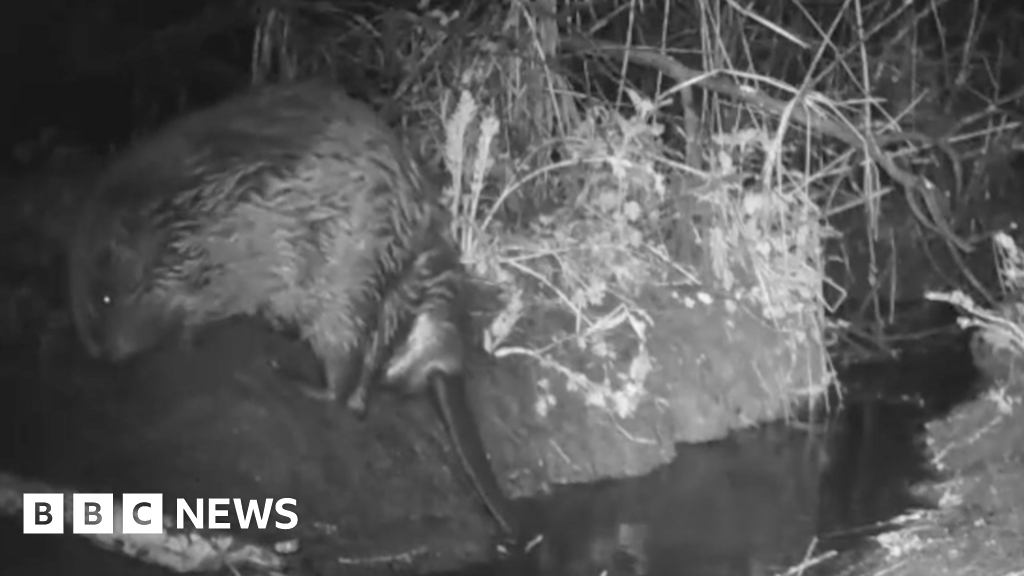 Night vision camera captures beaver in Cornwall breaking wind