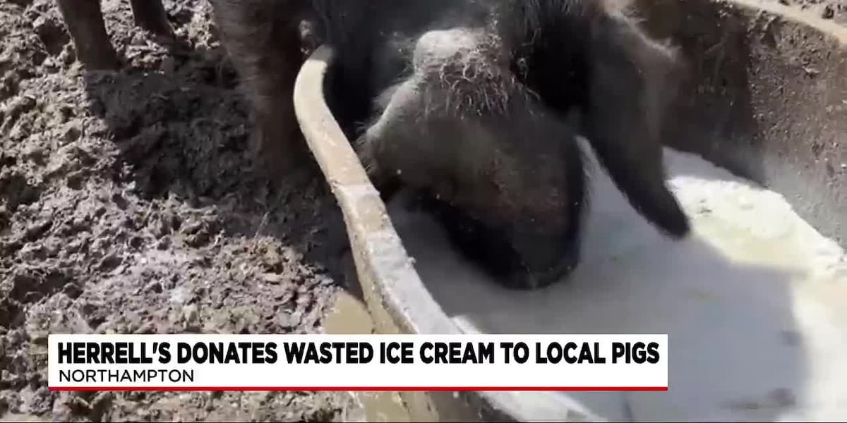 'No waste' ice cream shop feeds excess product to pigs - Western Mass News