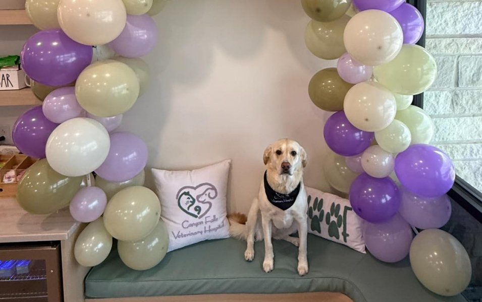 Biz Buzz - Cross Timbers Gazette | Southern Denton County | Flower Mound