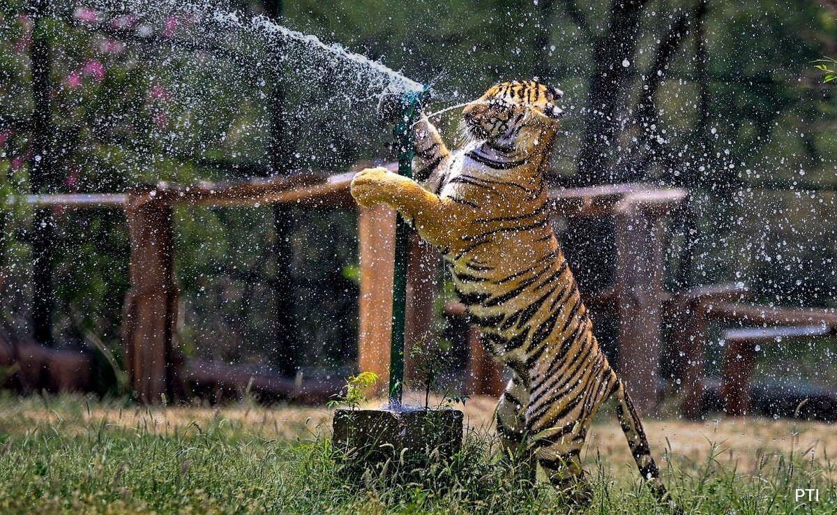 Ice Cream To Sattu, Animals At Rajasthan Park Get Special Treats To Beat The Heat