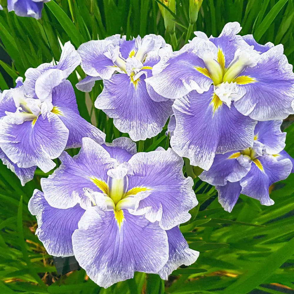 Japanese Iris Ice Cream - Iris ensata
– Dutch Bulbs