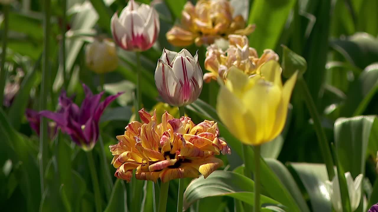 Minnesotans enjoy warm Mother's Day with ice-cream and flowers - FOX 9