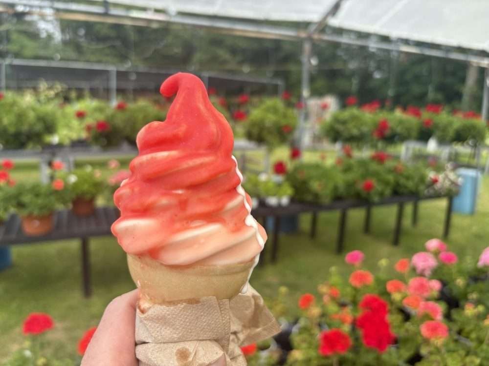 Tilly's ice cream