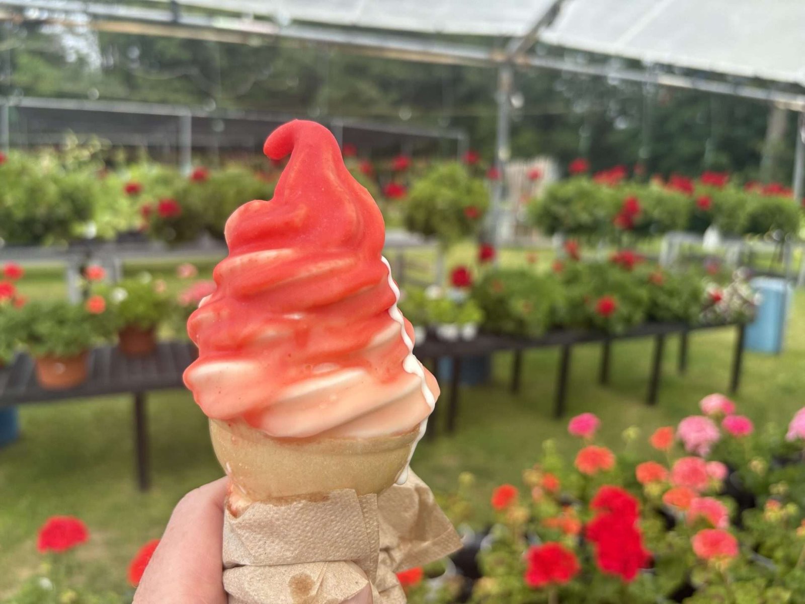 Tilly's ice cream