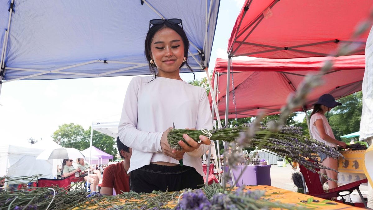 25 years of the Jackson Square Lavender Festival in Oak Ridge - Knoxville News Sentinel