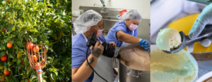 From orchard to campus: How UCR ice cream is made | Inside UCR